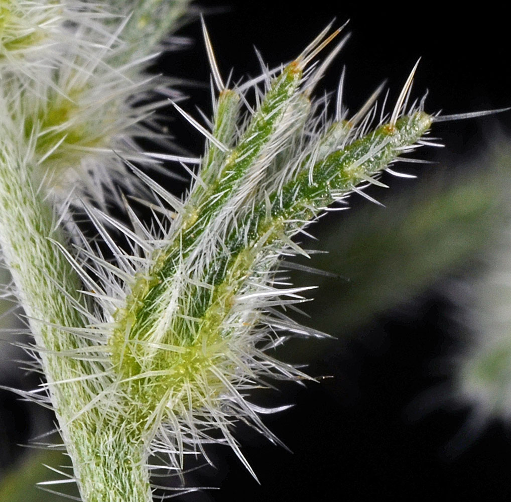 Flora of Eastern Washington Image: Cryptantha ambigua