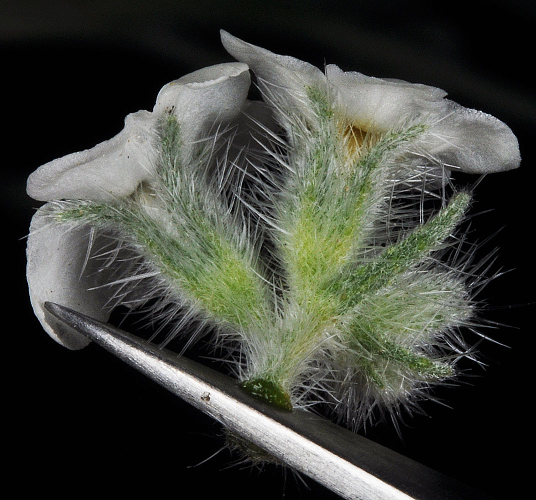 Flora of Eastern Washington Image: Oreocarya glomerata