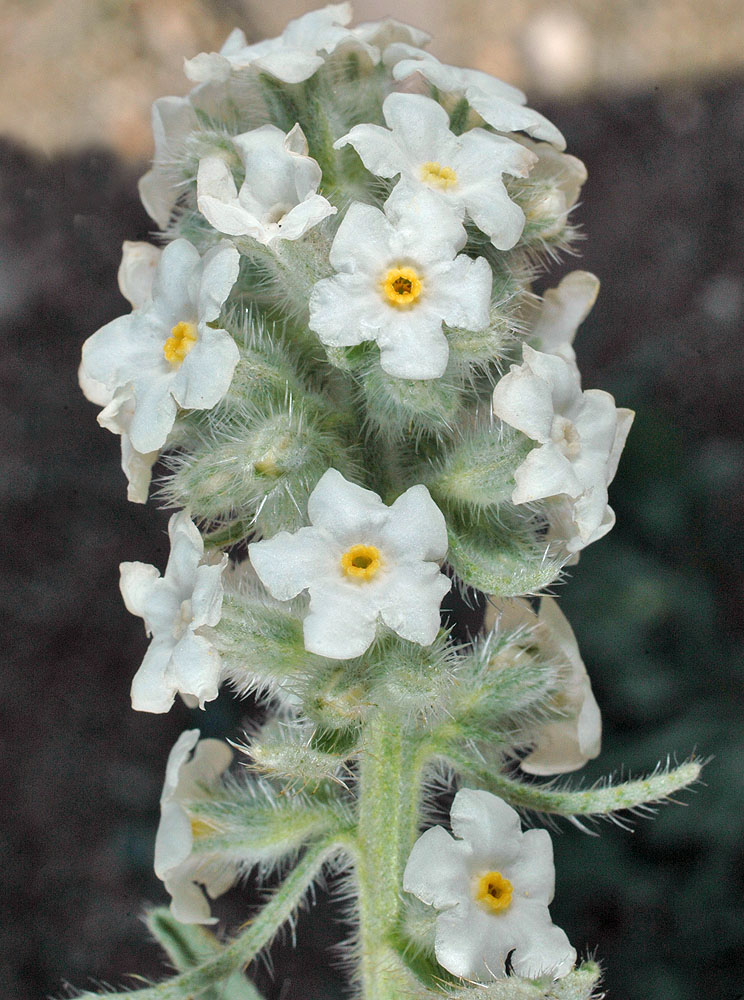 Flora of Eastern Washington Image: Oreocarya glomerata