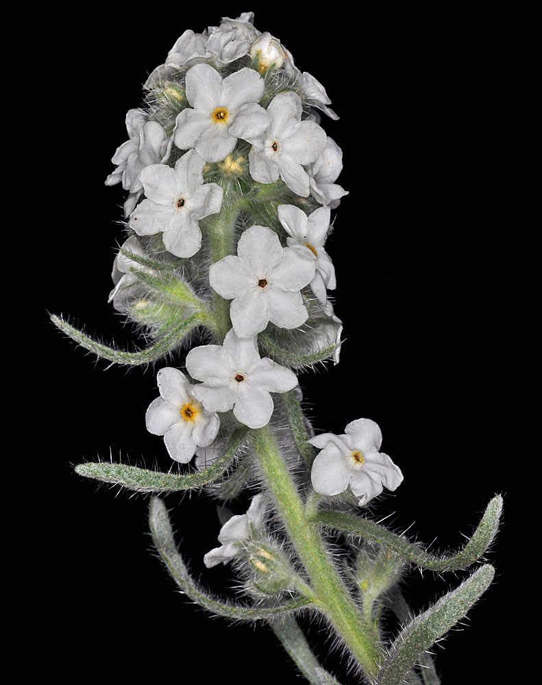Flora of Eastern Washington Image: Cryptantha celosioides