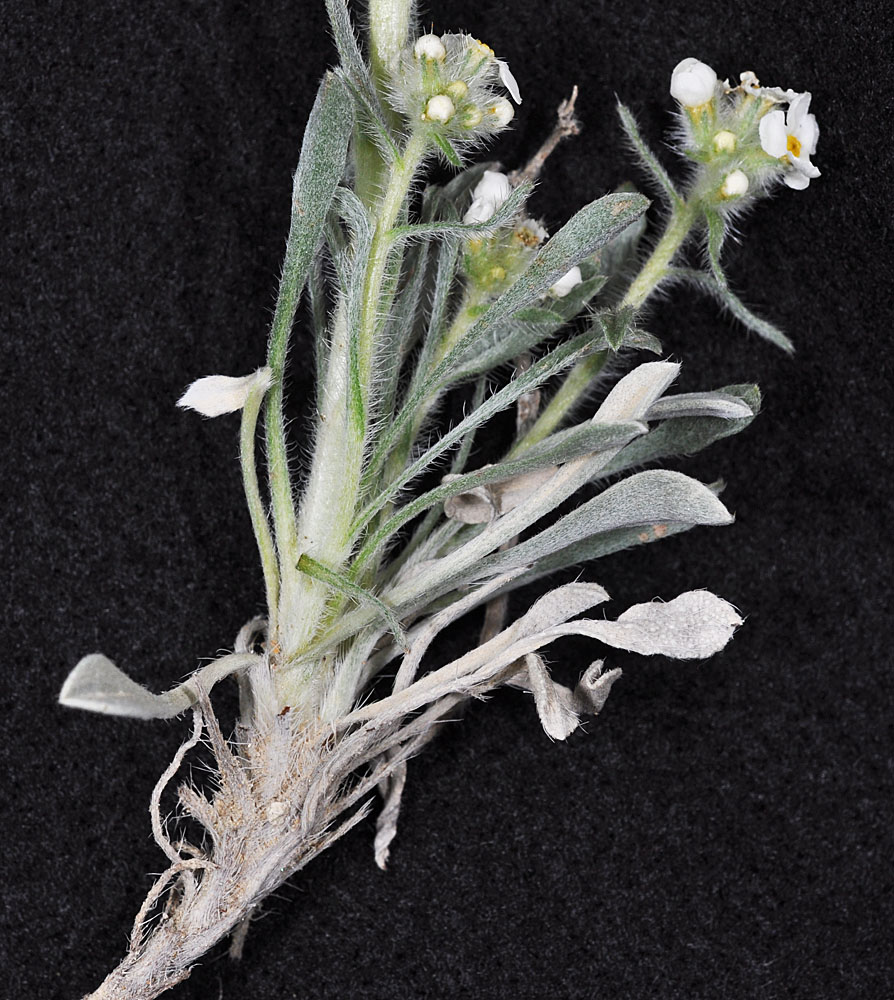 Flora of Eastern Washington Image: Oreocarya spiculifera