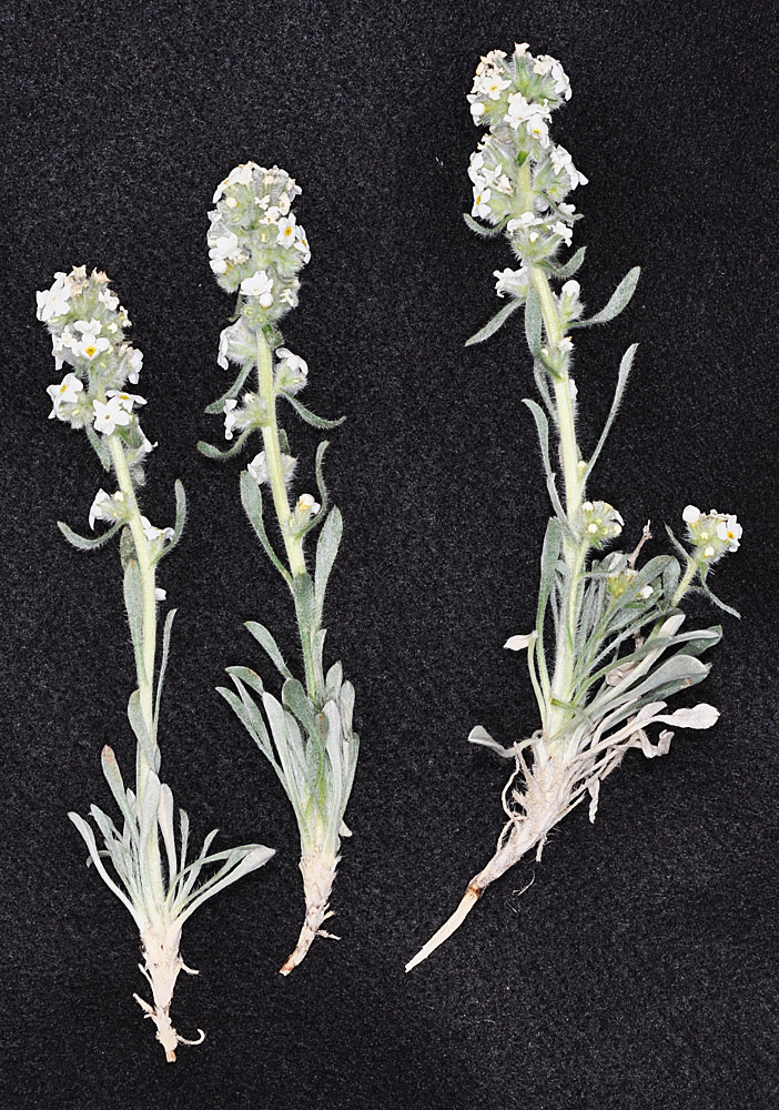 Flora of Eastern Washington Image: Cryptantha spiculifera