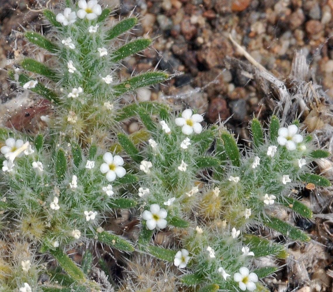 Flora of Eastern Washington Image: Greeneocharis circumscissa
