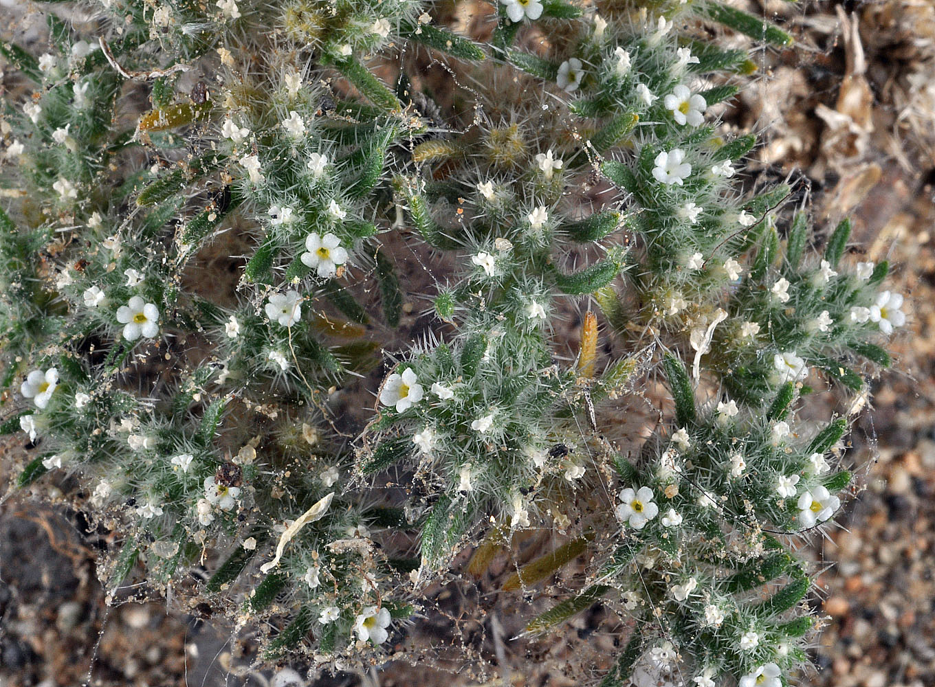 Flora of Eastern Washington Image: Greeneocharis circumscissa