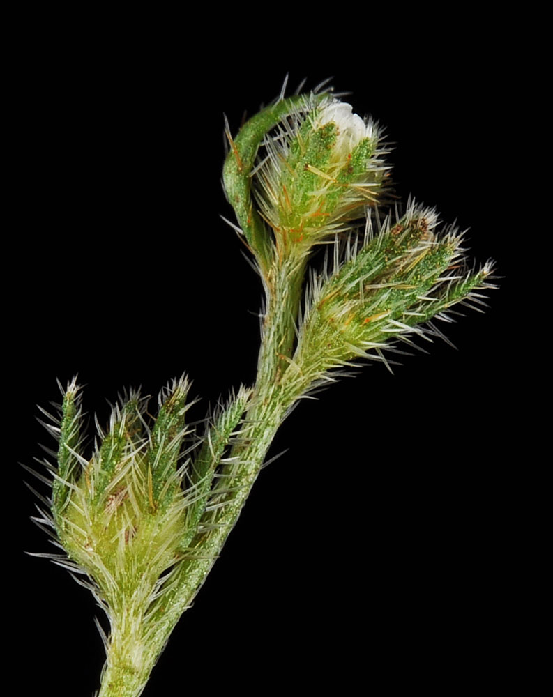 Flora of Eastern Washington Image: Cryptantha echinella