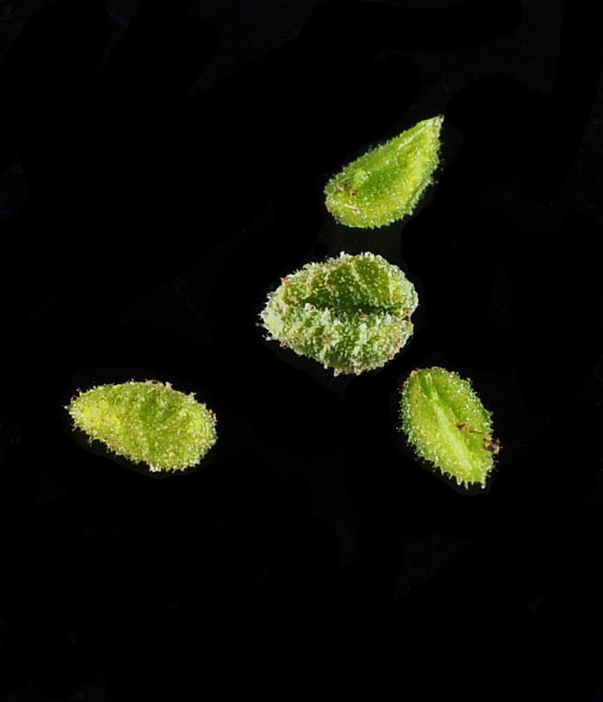 Flora of Eastern Washington Image: Cryptantha echinella