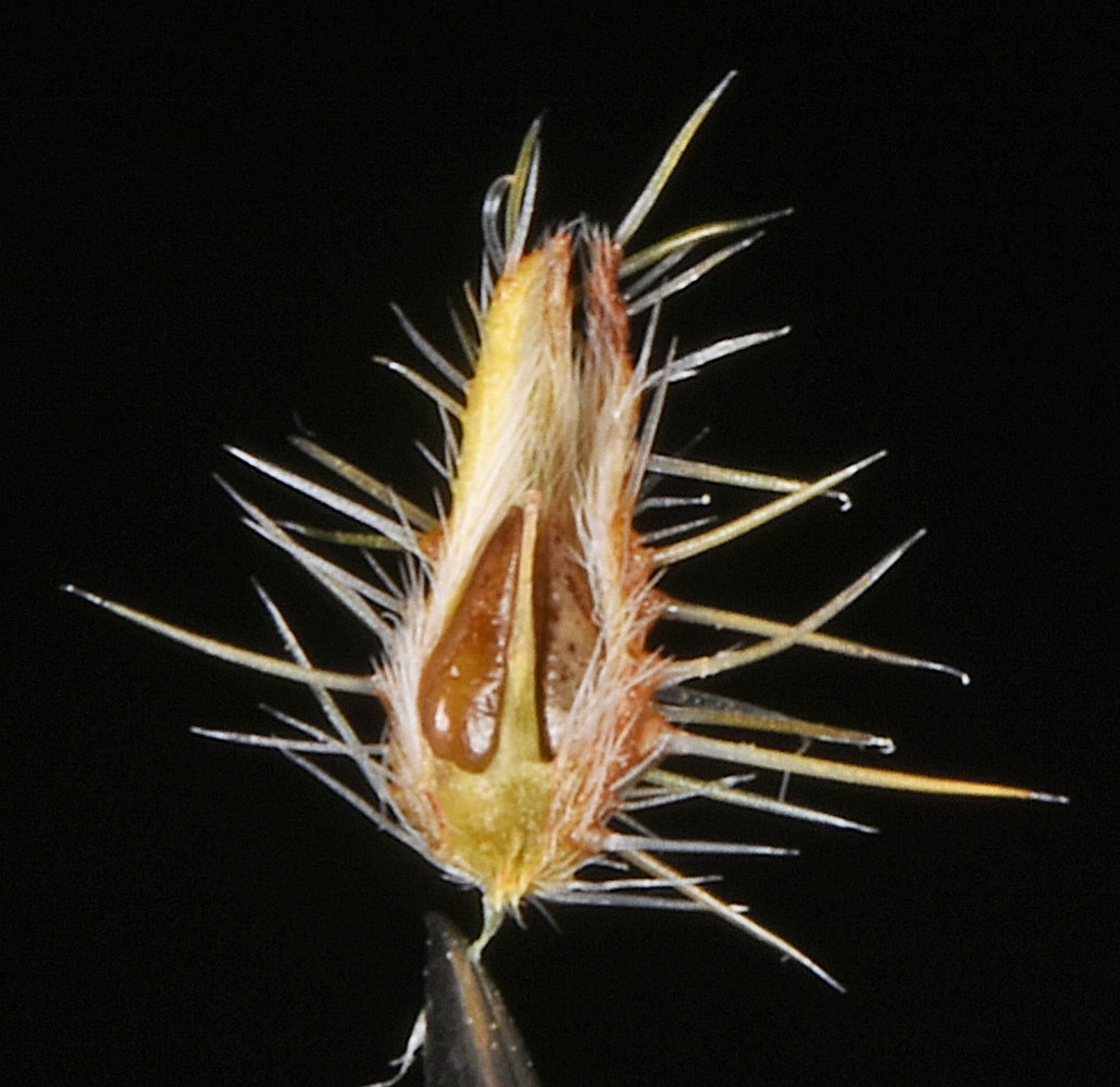 Flora of Eastern Washington Image: Cryptantha fendleri