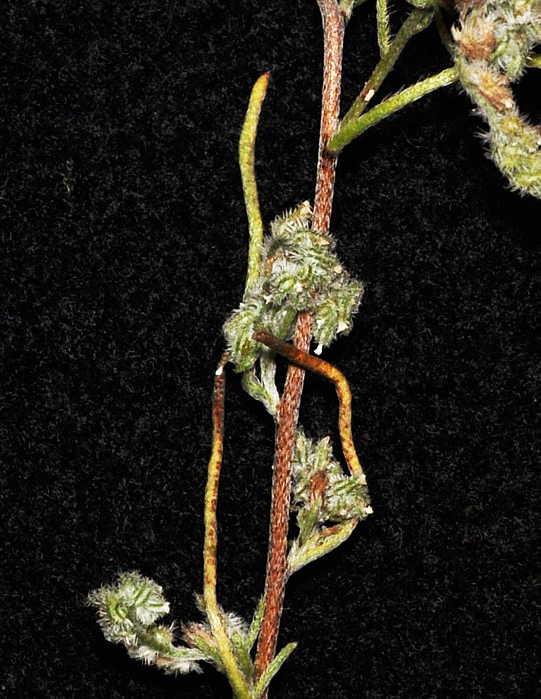 Flora of Eastern Washington Image: Cryptantha flaccida