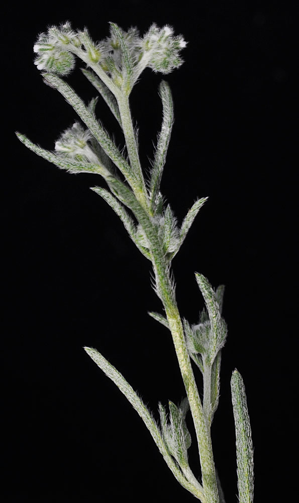 Flora of Eastern Washington Image: Cryptantha flaccida
