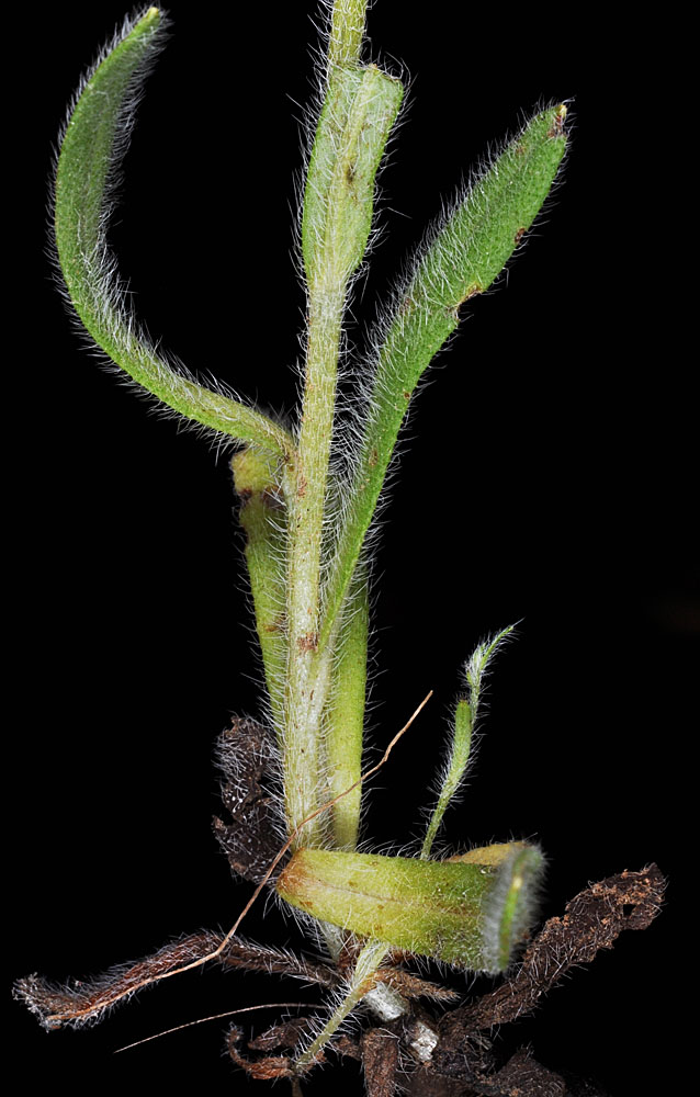 Flora of Eastern Washington Image: Cryptantha intermedia