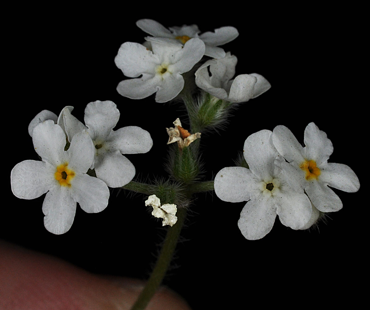 Flora of Eastern Washington Image: Cryptantha intermedia