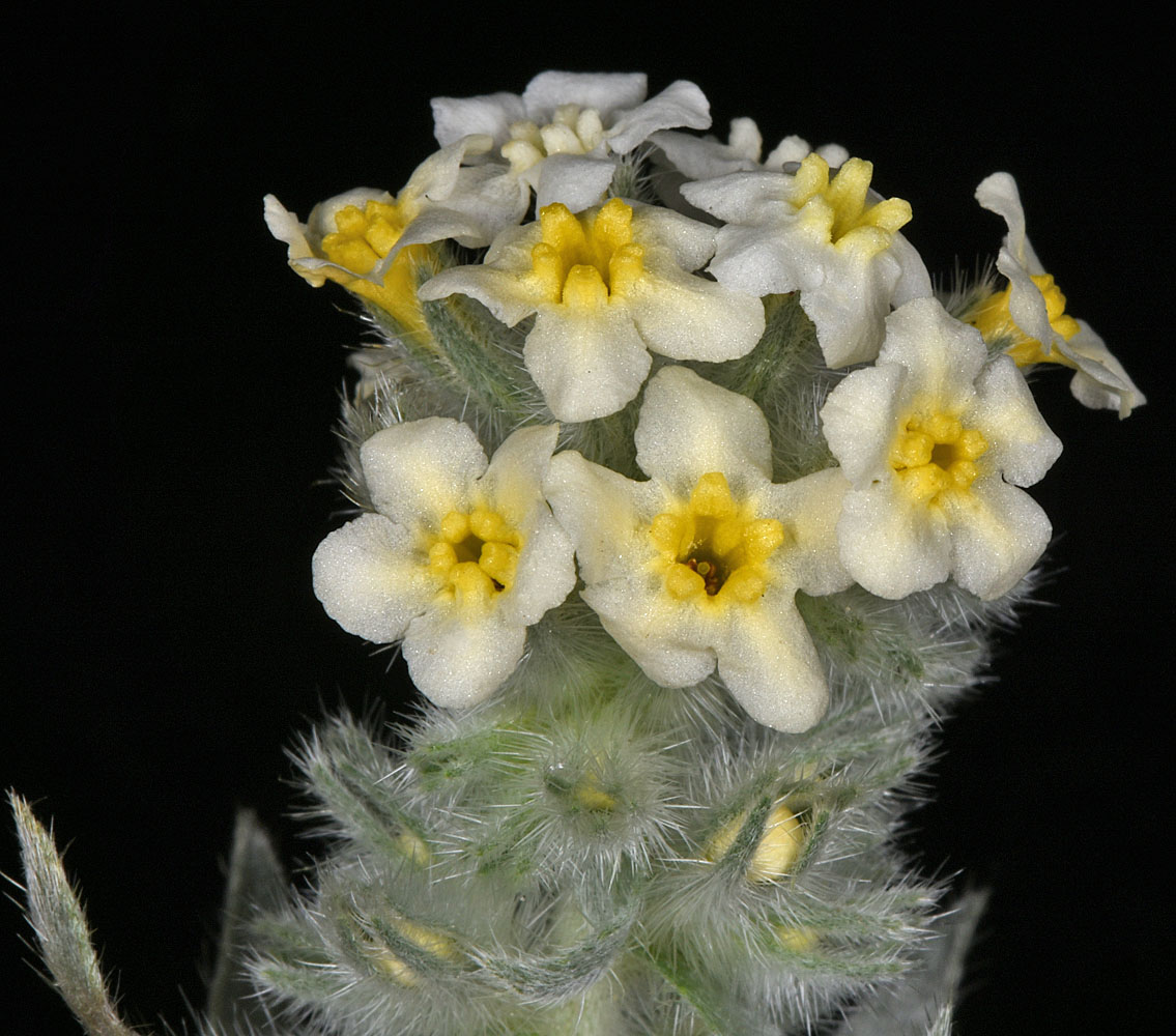 Flora of Eastern Washington Image: Oreocarya leucophaea