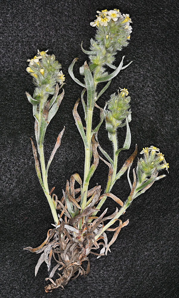 Flora of Eastern Washington Image: Oreocarya leucophaea