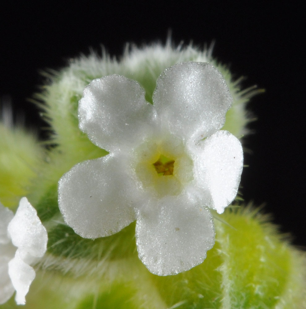 Flora of Eastern Washington Image: Cryptantha pterocarya