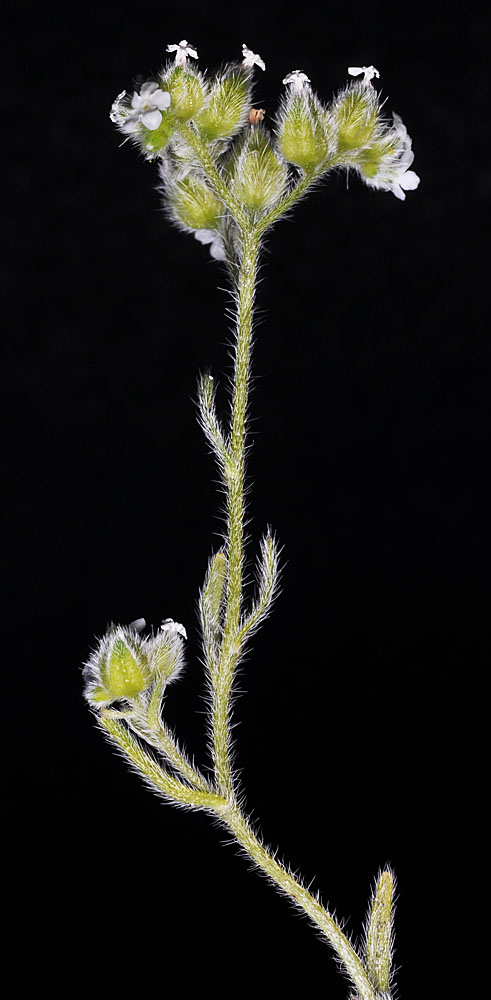 Flora of Eastern Washington Image: Cryptantha pterocarya