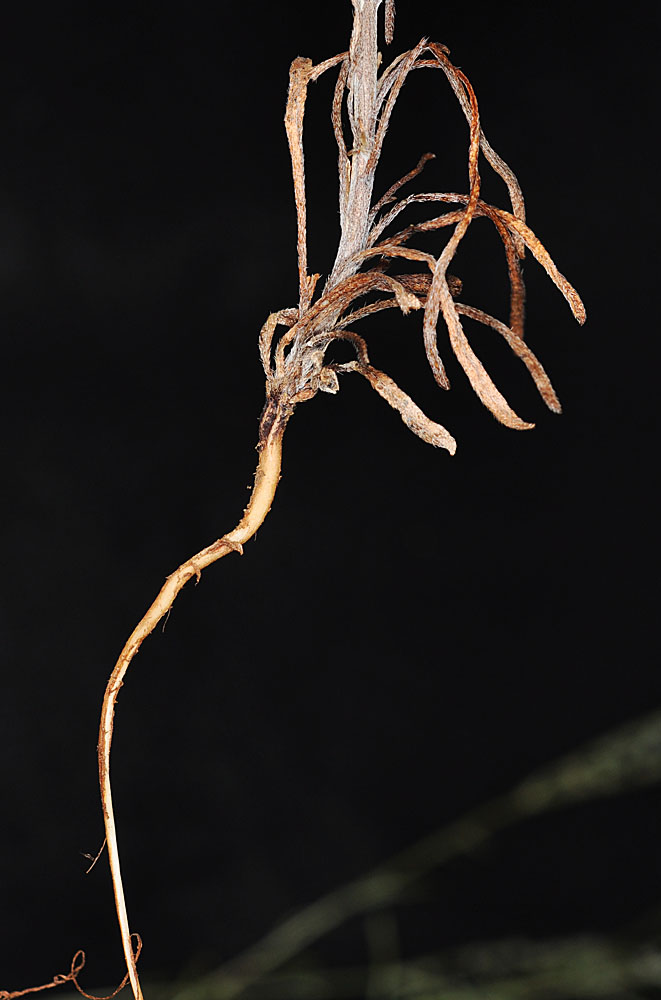 Flora of Eastern Washington Image: Cryptantha rostellata