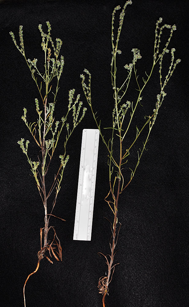Flora of Eastern Washington Image: Cryptantha rostellata