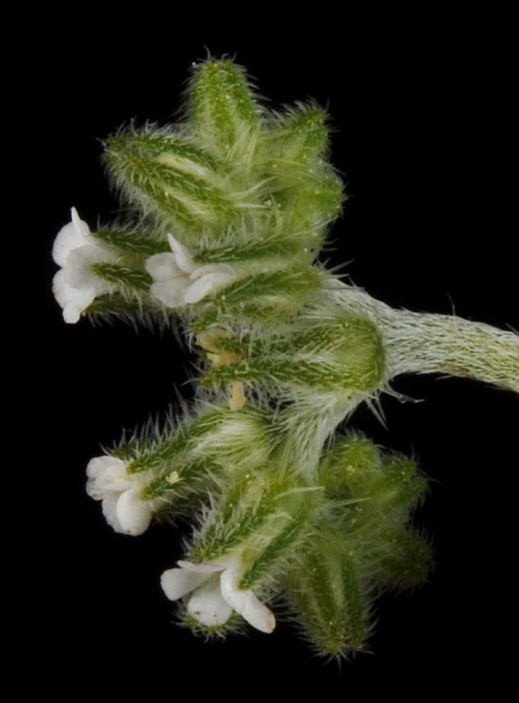 Flora of Eastern Washington Image: Cryptantha simulans