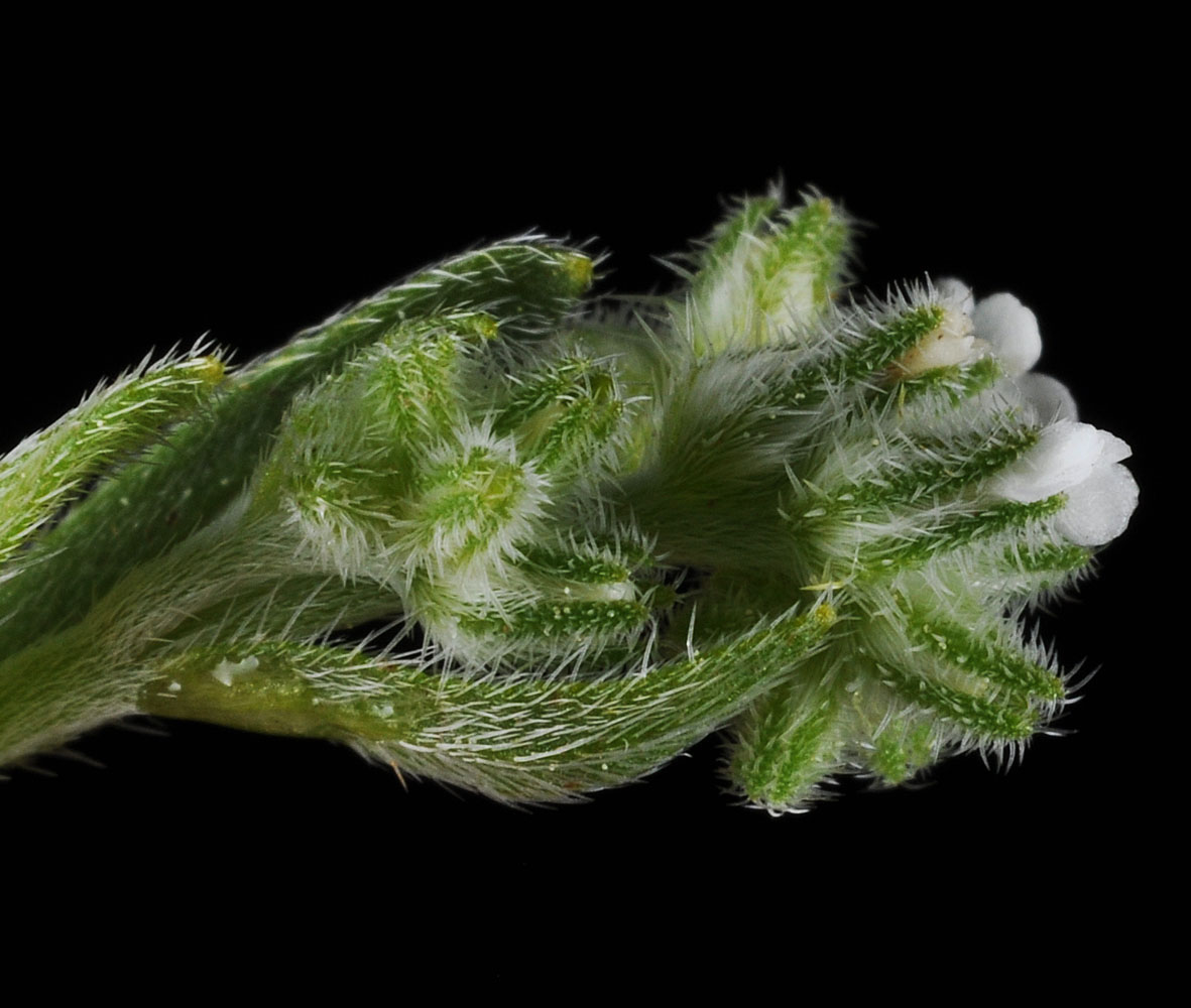 Flora of Eastern Washington Image: Cryptantha simulans