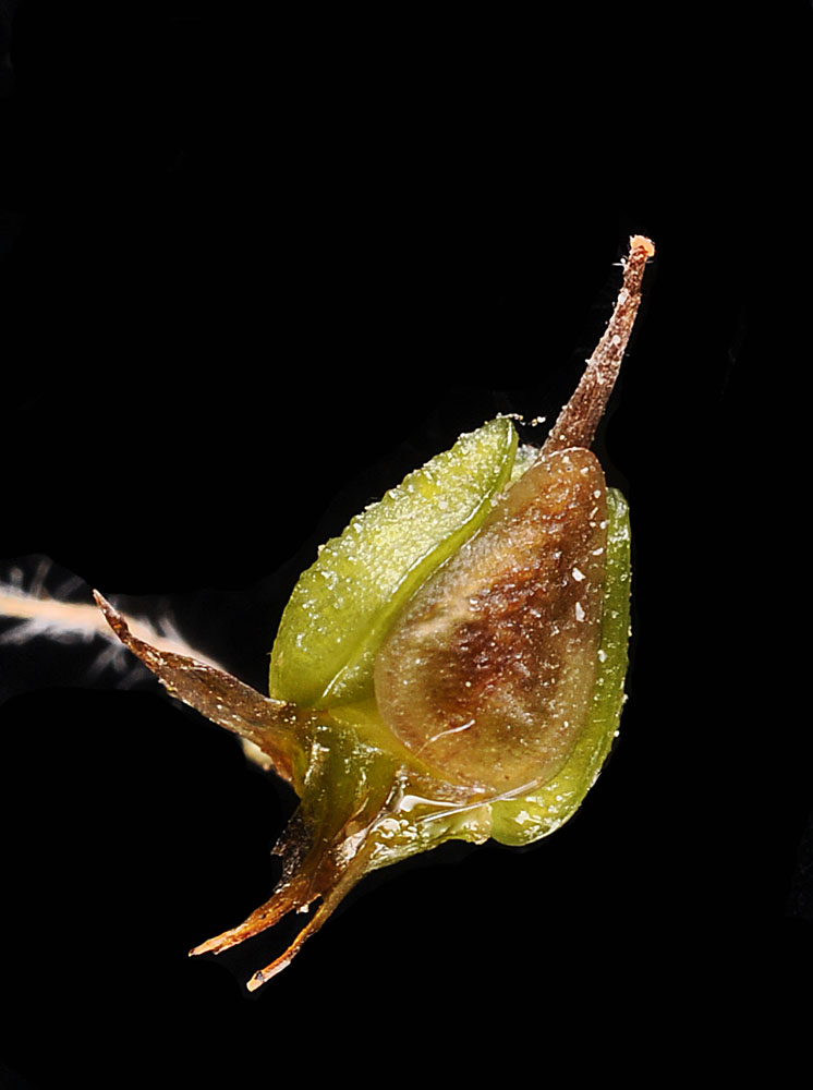 Flora of Eastern Washington Image: Cryptantha spiculifera