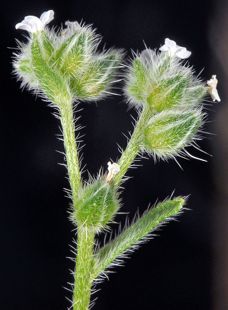 Flora of Eastern Washington Image: Cryptantha watsonii
