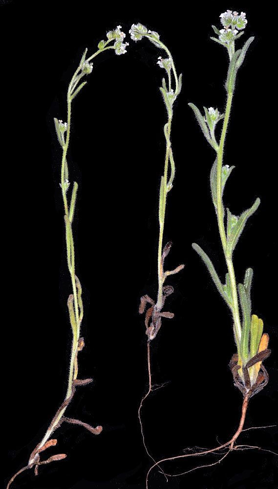 Flora of Eastern Washington Image: Cryptantha watsonii