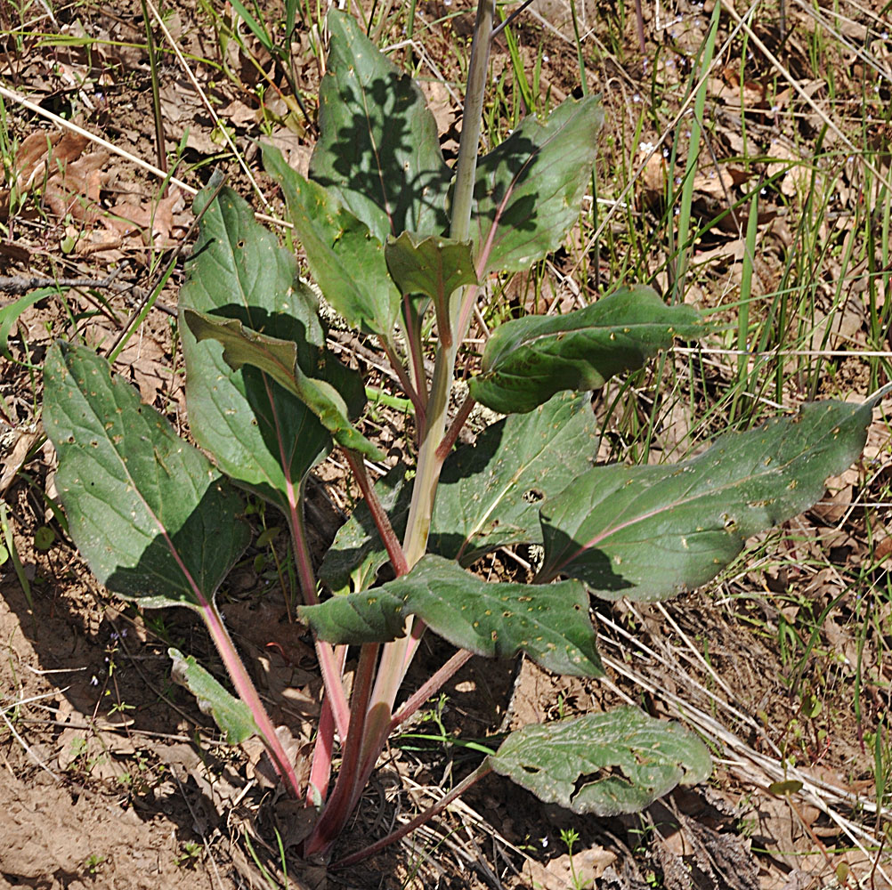 Flora of Eastern Washington Image: Cynoglossum grande