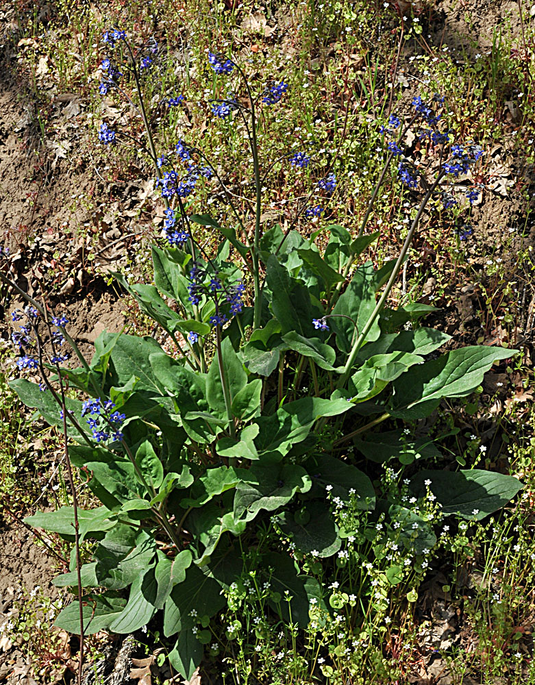 Flora of Eastern Washington Image: Adelinia grande