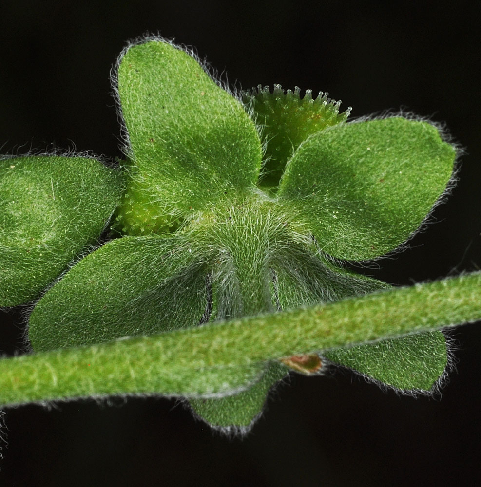 Flora of Eastern Washington Image: Cynoglossum officinale
