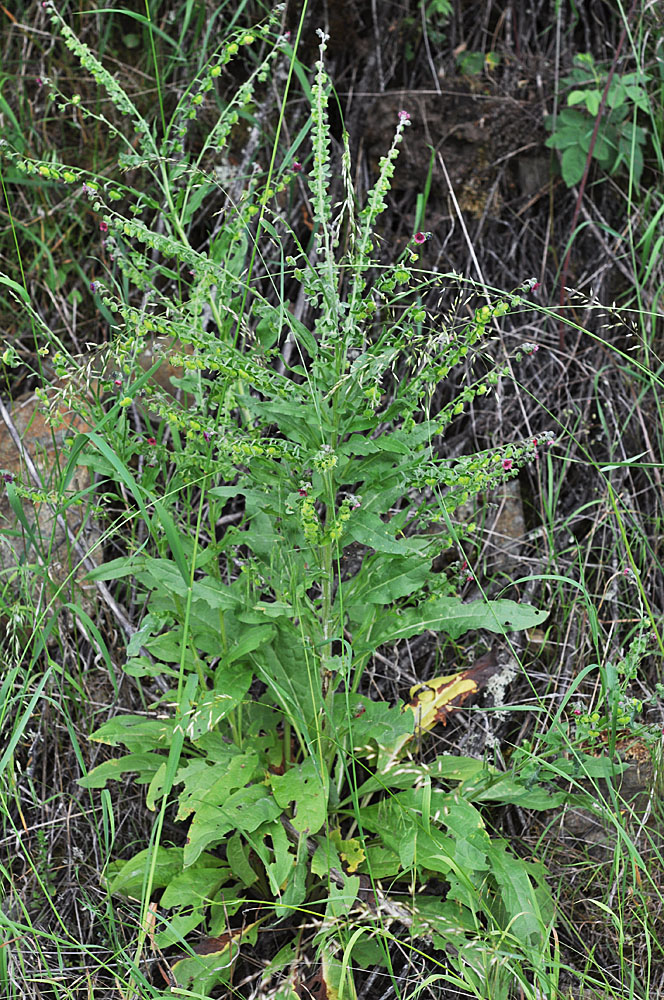Flora of Eastern Washington Image: Cynoglossum officinale
