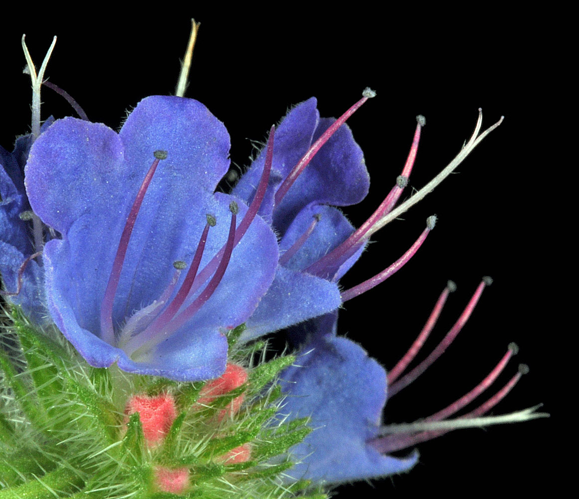 Flora of Eastern Washington Image: Echium vulgare