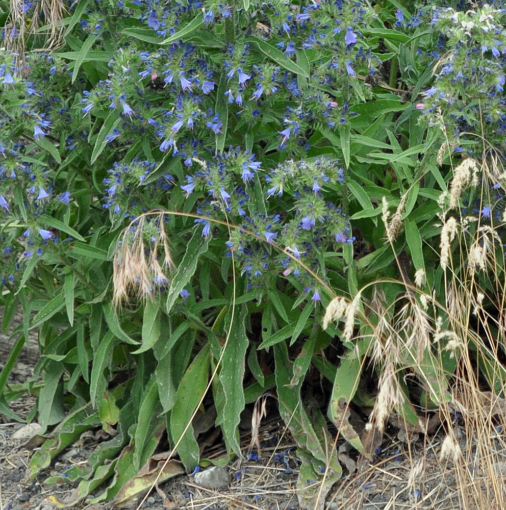 Flora of Eastern Washington Image: Echium vulgare