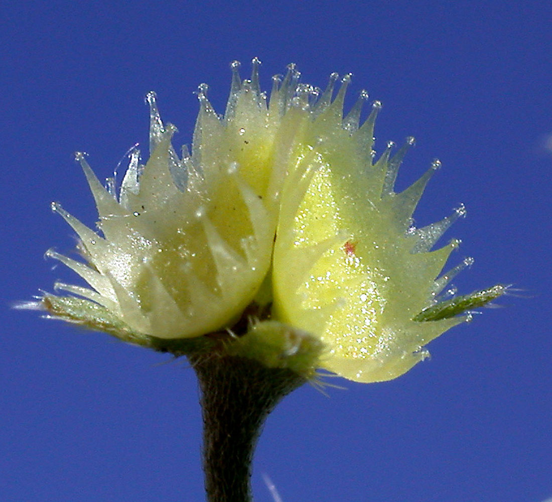 Flora of Eastern Washington Image: Hackelia ciliata