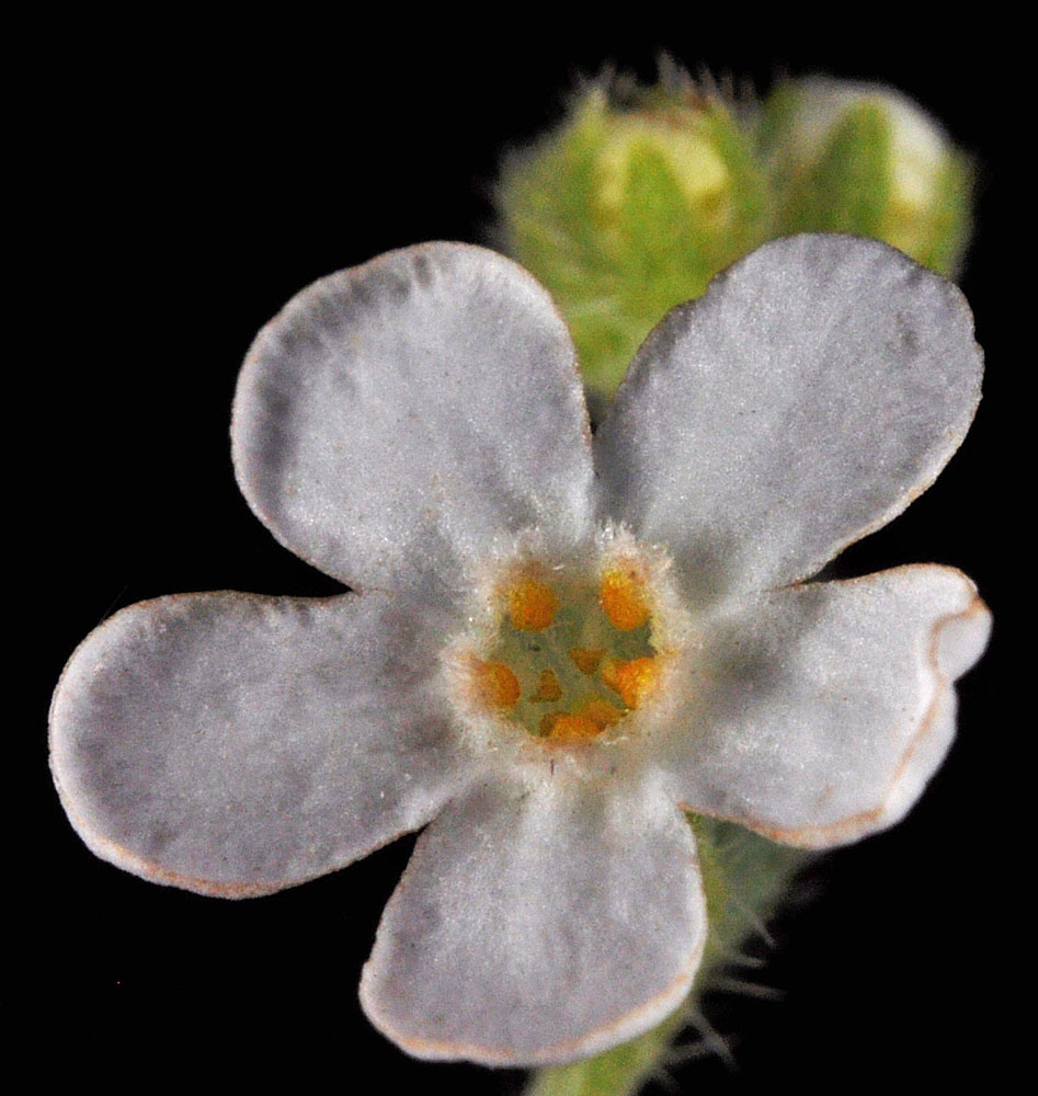 Flora of Eastern Washington Image: Hackelia cinerea