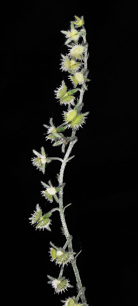 Flora of Eastern Washington Image: Hackelia cinerea