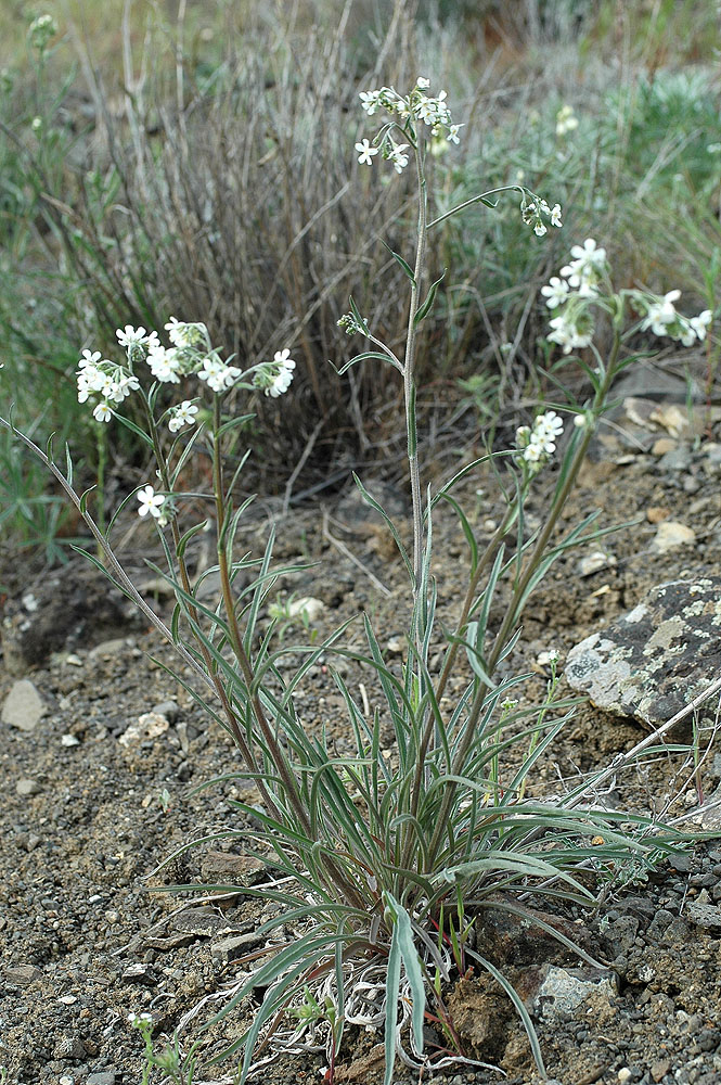 Flora of Eastern Washington Image: Hackelia diffusa arida
