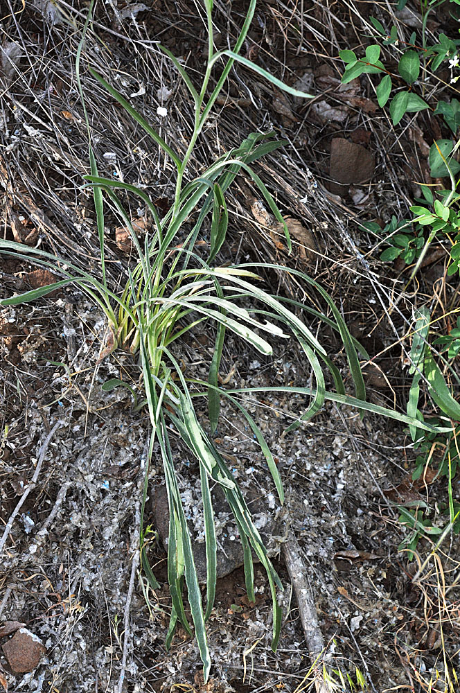 Flora of Eastern Washington Image: Hackelia diffusa arida