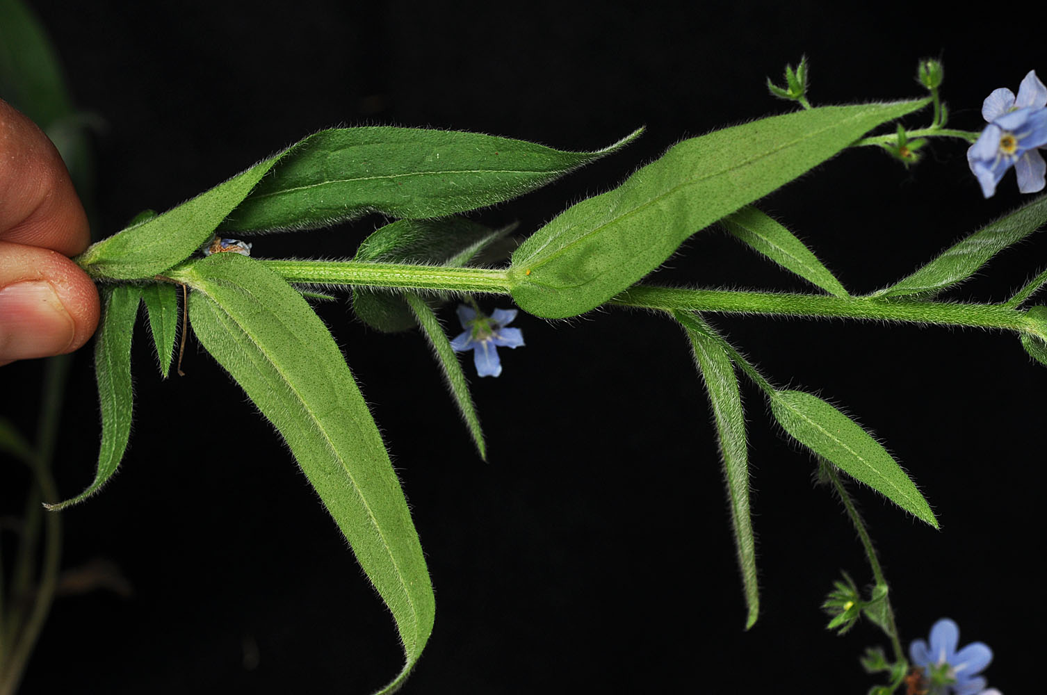 Flora of Eastern Washington Image: Hackelia diffusa diffusa