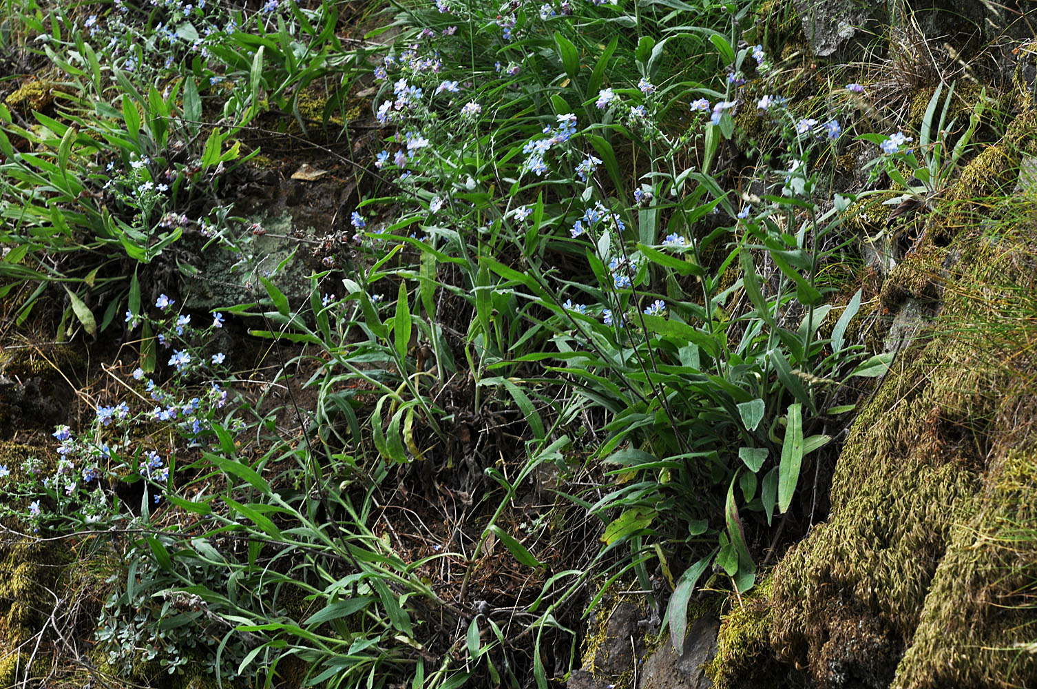 Flora of Eastern Washington Image: Hackelia diffusa diffusa