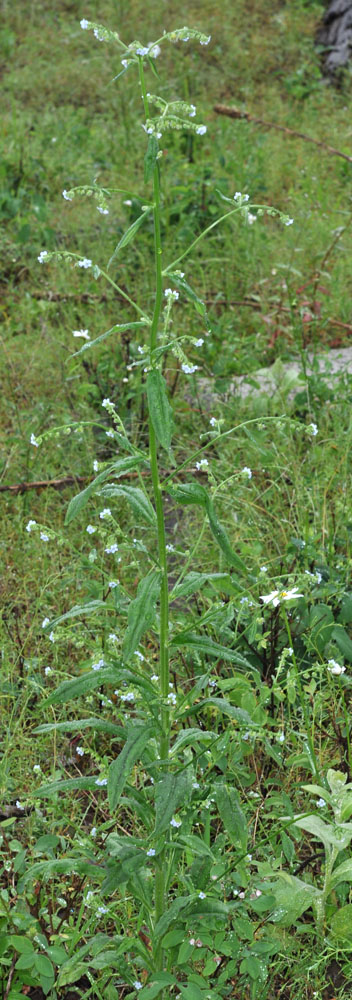 Flora of Eastern Washington Image: Hackelia floribunda