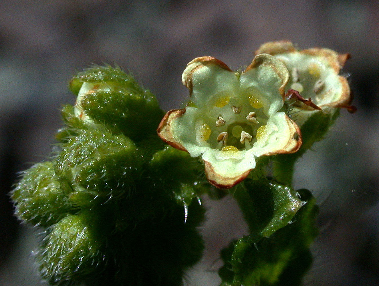 Flora of Eastern Washington Image: Hackelia hispida disjuncta