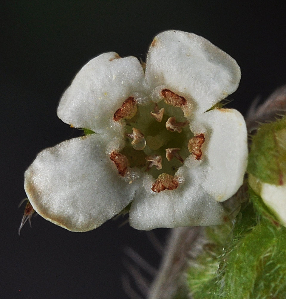 Flora of Eastern Washington Image: Hackelia hispida hispida