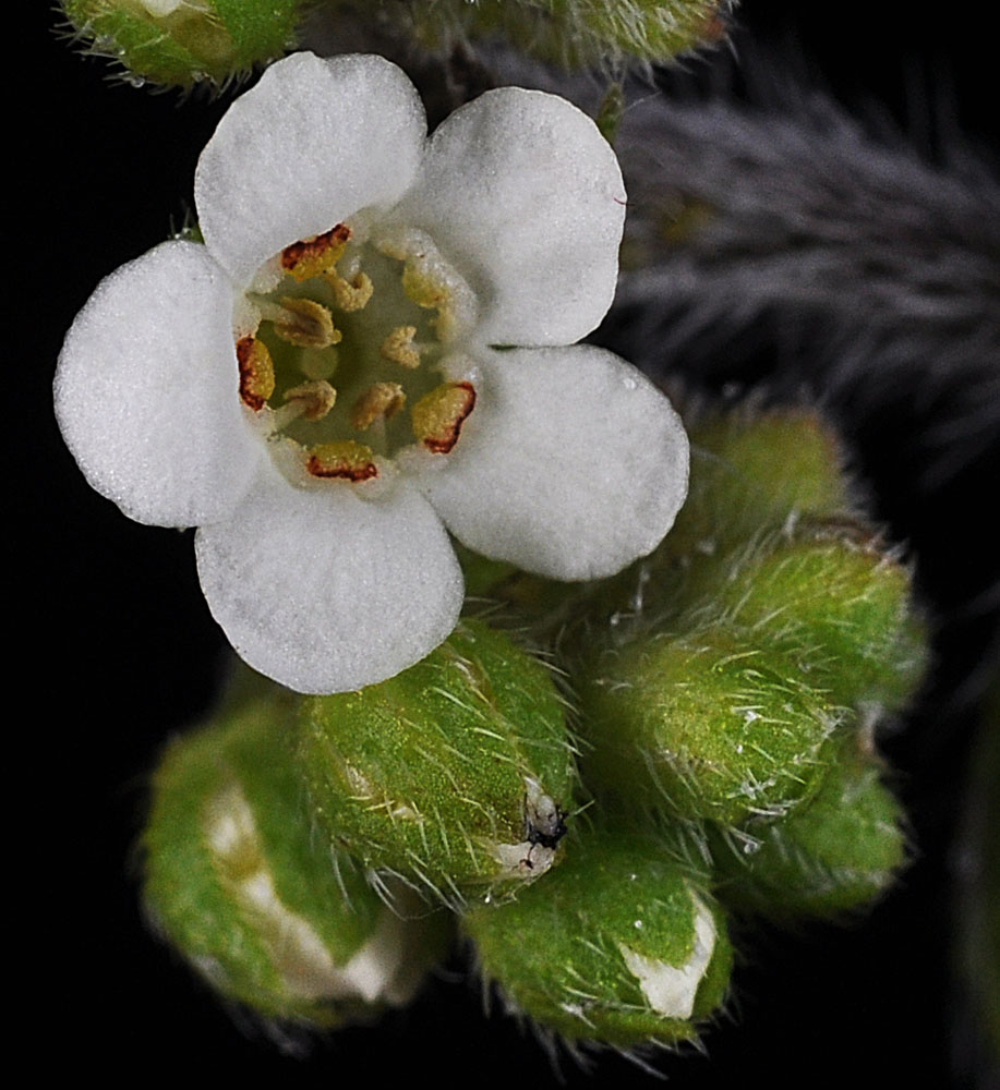 Flora of Eastern Washington Image: Hackelia hispida hispida
