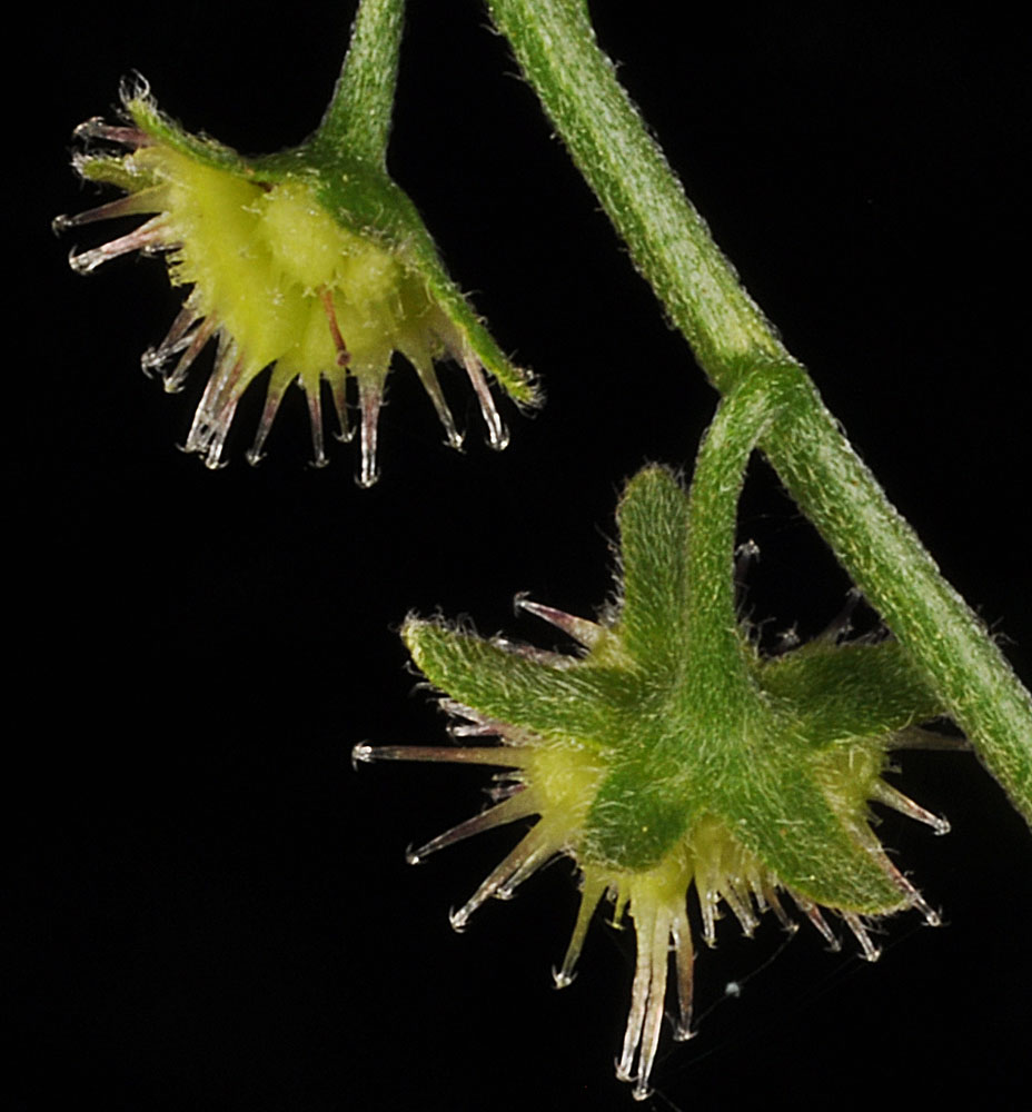 Flora of Eastern Washington Image: Hackelia micrantha