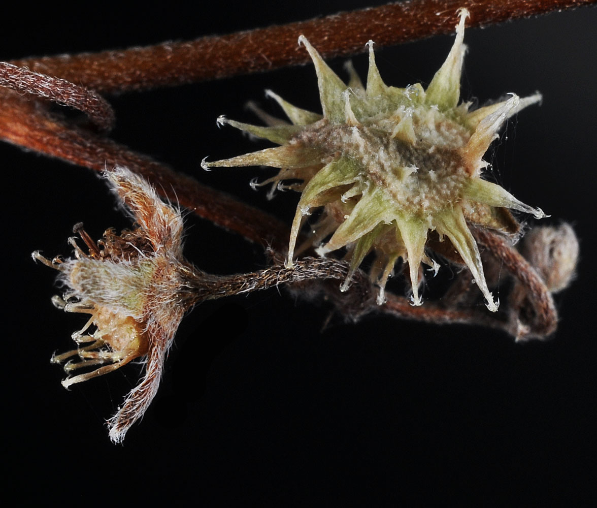 Flora of Eastern Washington Image: Hackelia micrantha
