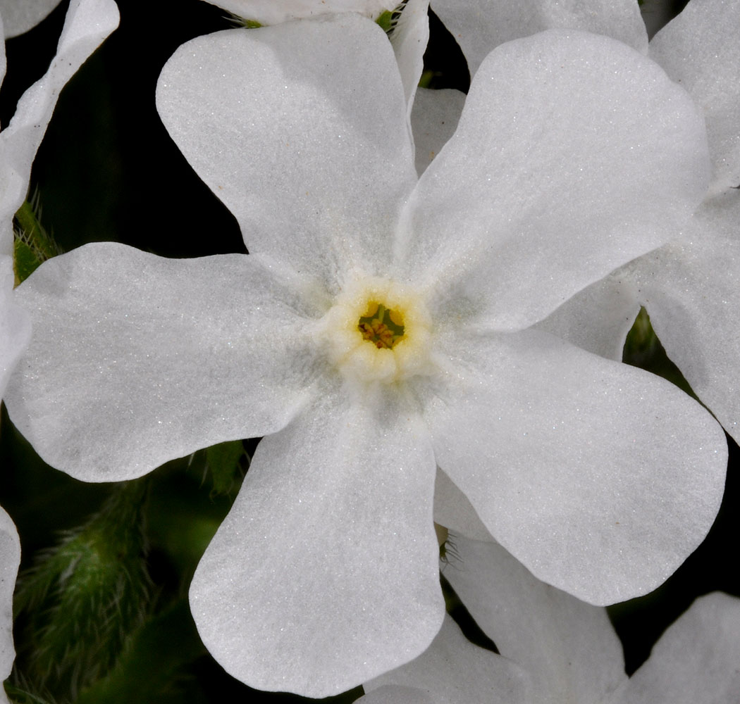 Flora of Eastern Washington Image: Hackelia venusta