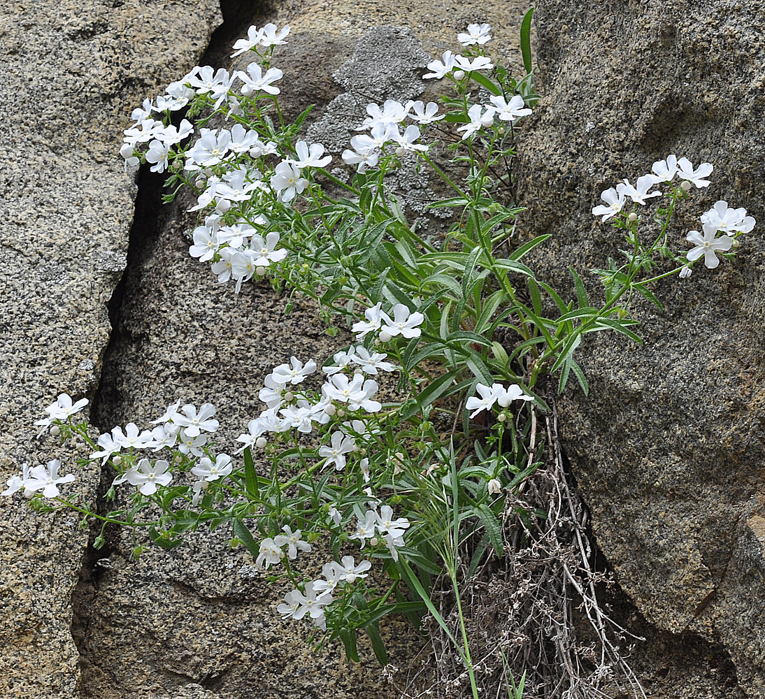 Flora of Eastern Washington Image: Hackelia venusta