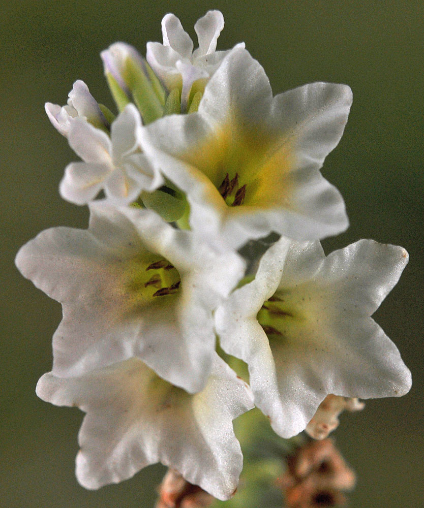 Flora of Eastern Washington Image: Heliotropium curassavicum