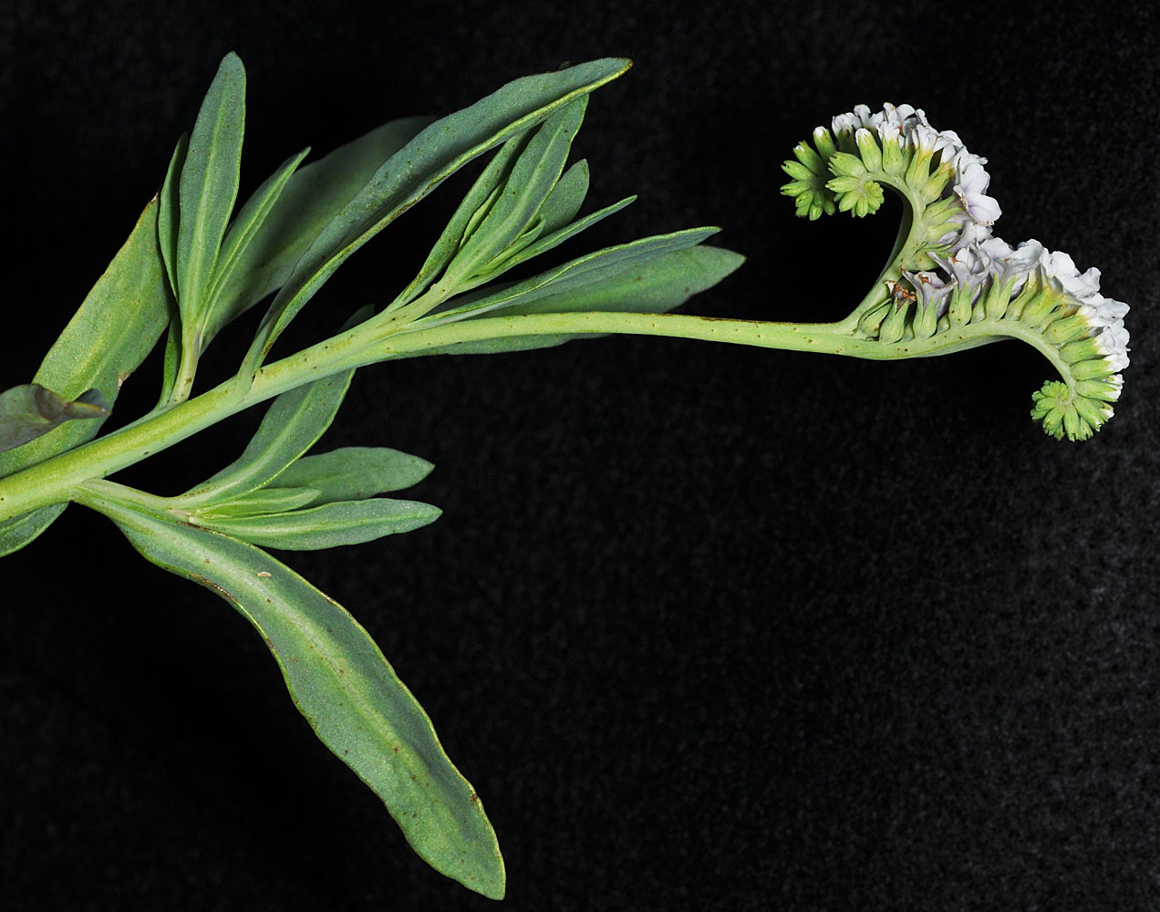 Flora of Eastern Washington Image: Heliotropium curassavicum
