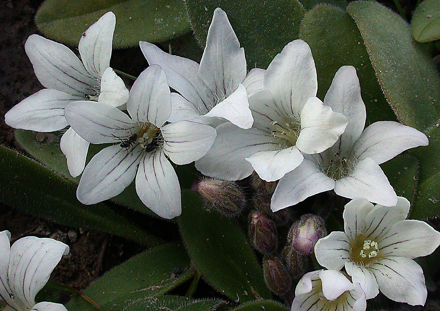 Flora of Eastern Washington Image: Hesperochiron californicus
